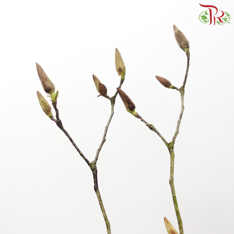 Magnolia Flower Yulan Purple 《玉兰枝》- (Per Bunch)-Purple-China-prflorist.com.my