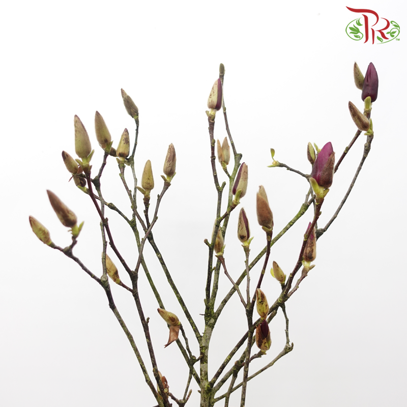 Magnolia Flower Yulan Purple 《玉兰枝》- (Per Bunch)-Purple-China-prflorist.com.my