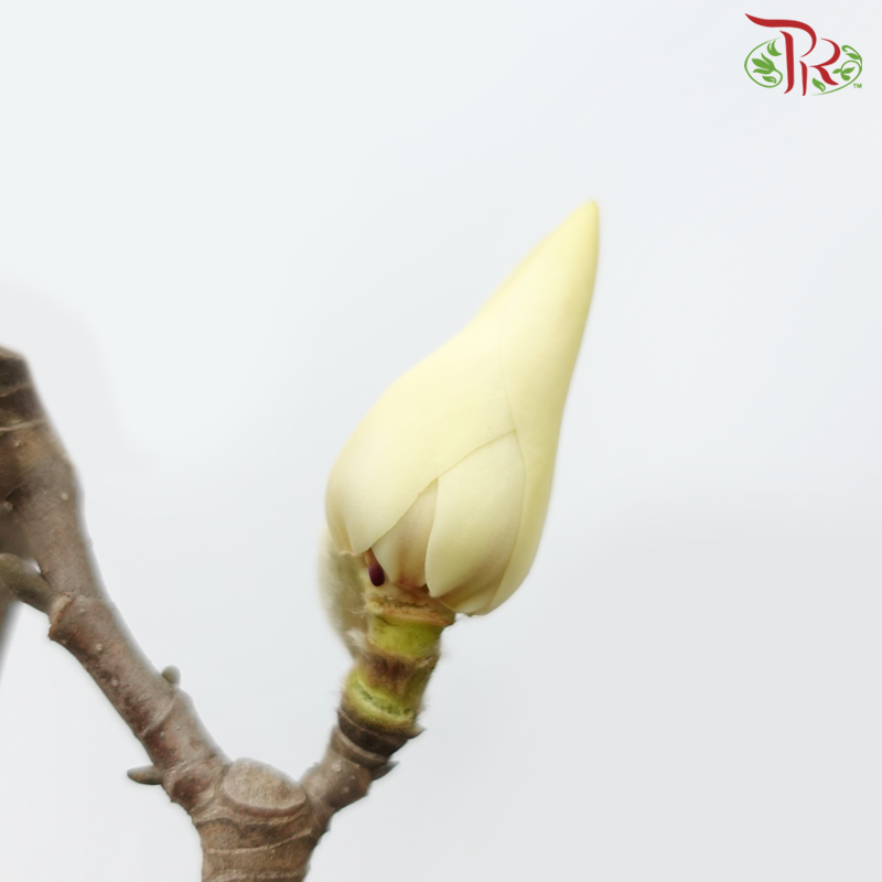 Magnolia Yulan《玉兰枝》