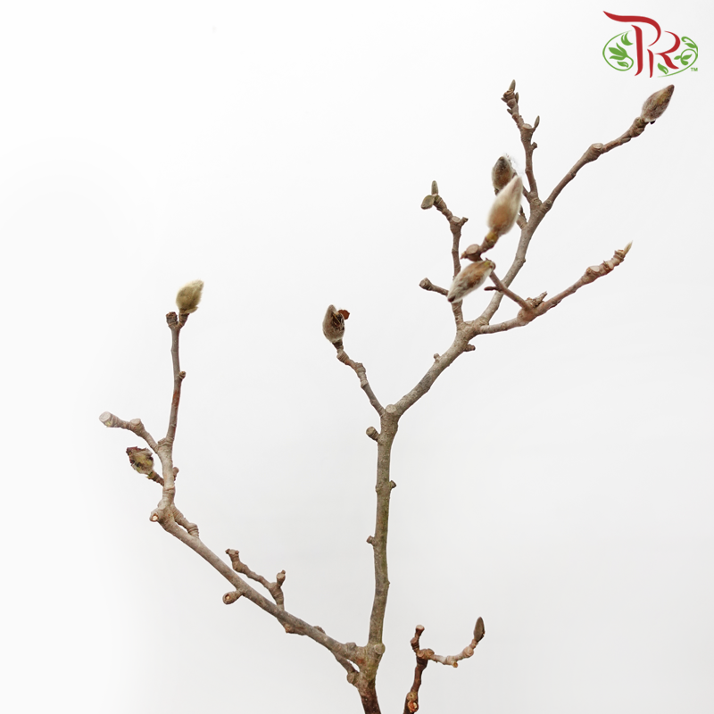 Magnolia Yulan《玉兰枝》