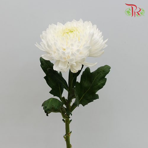 Magnum Mum - White (6 Stems)-White-Malaysia-prflorist.com.my