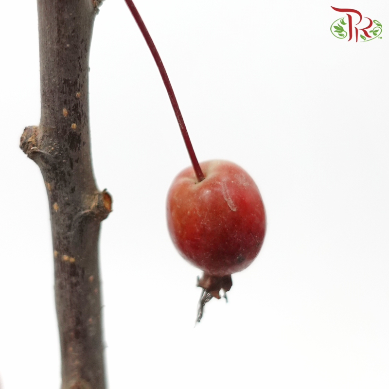 Malus (Per Bunch)-China-prflorist.com.my