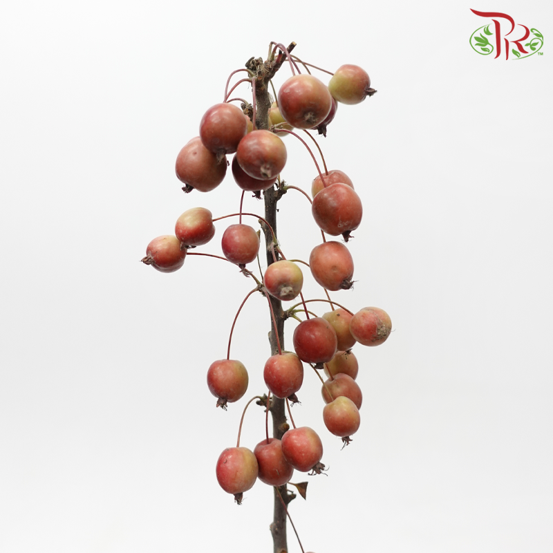 Malus (Per Bunch)-China-prflorist.com.my