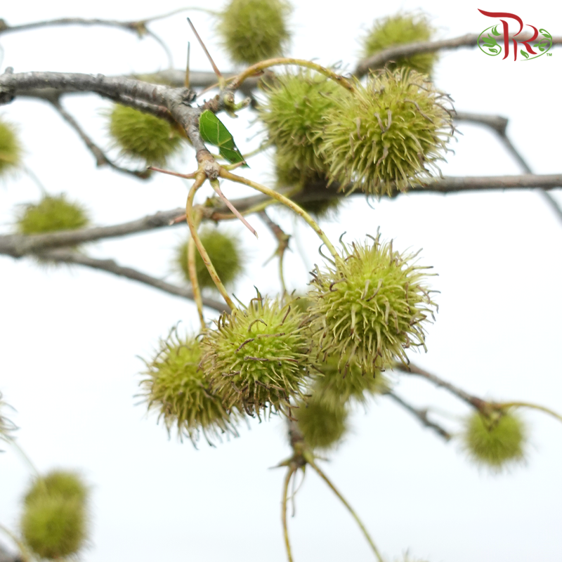 Maple Fruit - (Per Bunch)-China-prflorist.com.my