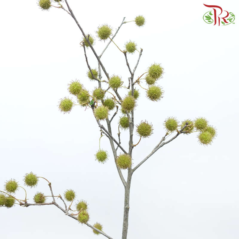 Maple Fruit - (Per Bunch)-China-prflorist.com.my