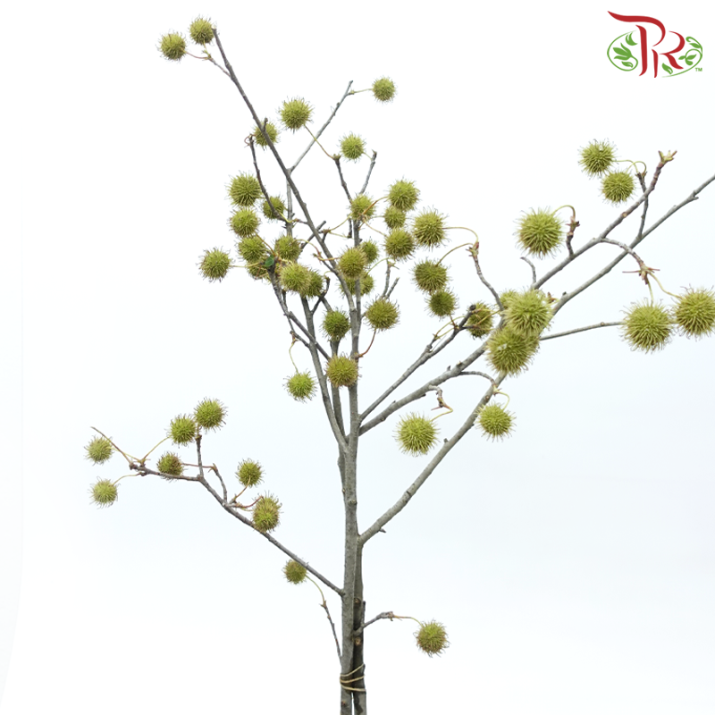 Maple Fruit - (Per Bunch)-China-prflorist.com.my