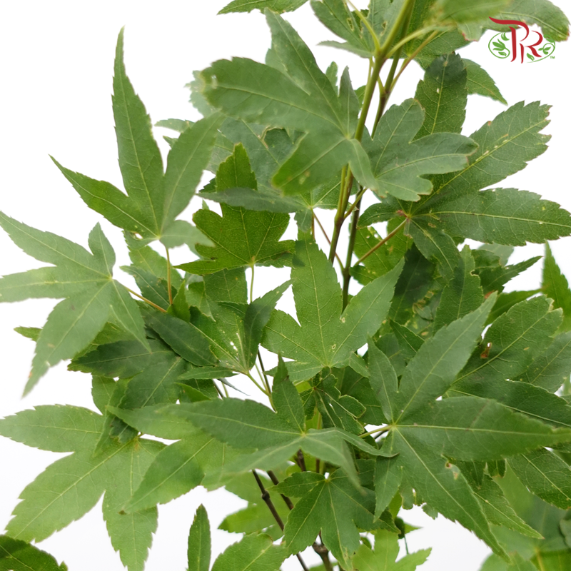 Maple Green Leaf - (Per Bunch)-Green-China-prflorist.com.my