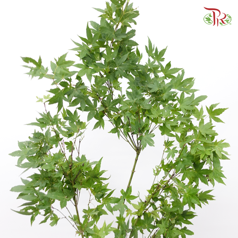 Maple Green Leaf - (Per Bunch)-Green-China-prflorist.com.my