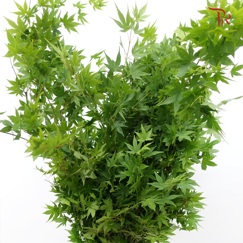 Maple Green Leaf - (Per Bunch)-Green-China-prflorist.com.my