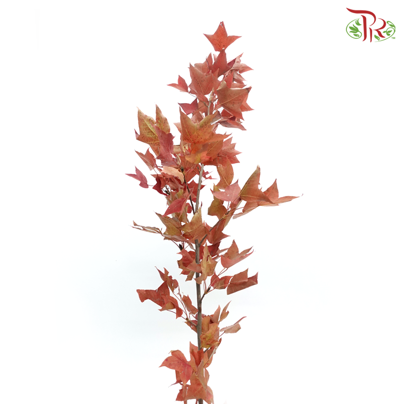 Maple Red Leaf (Per Bunch)-China-prflorist.com.my