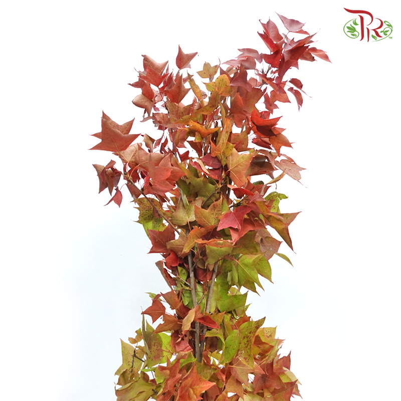 Maple Red Leaf (Per Bunch)-China-prflorist.com.my