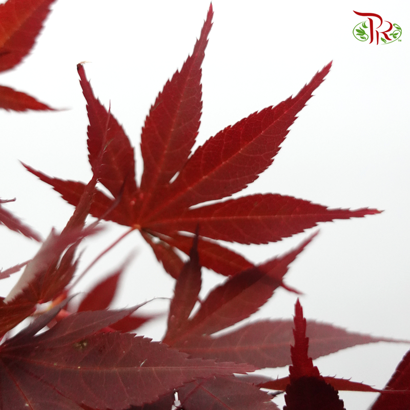 Maple Red Leaf - (Per Bunch) - Pudu Ria Florist