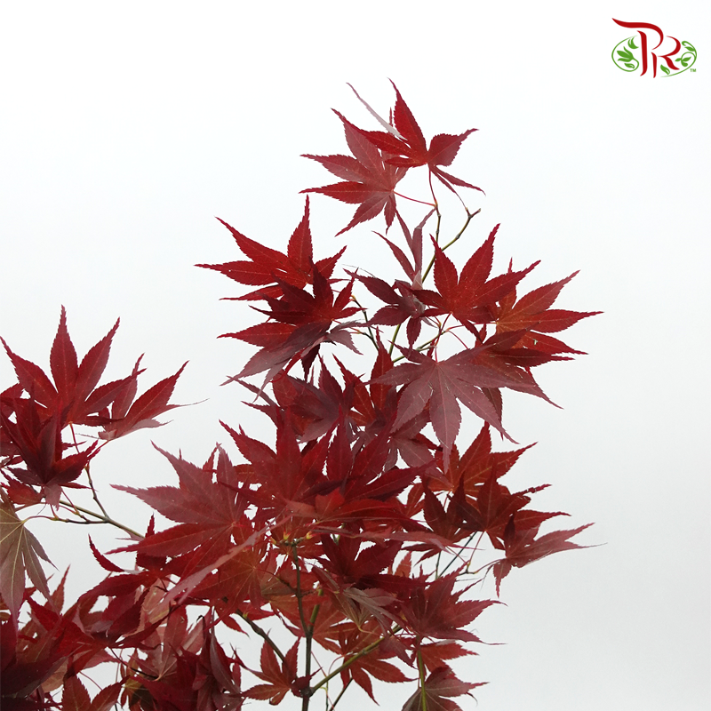 Maple Red Leaf - (Per Bunch) - Pudu Ria Florist