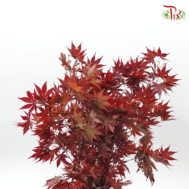 Maple Red Leaf - (Per Bunch) - Pudu Ria Florist