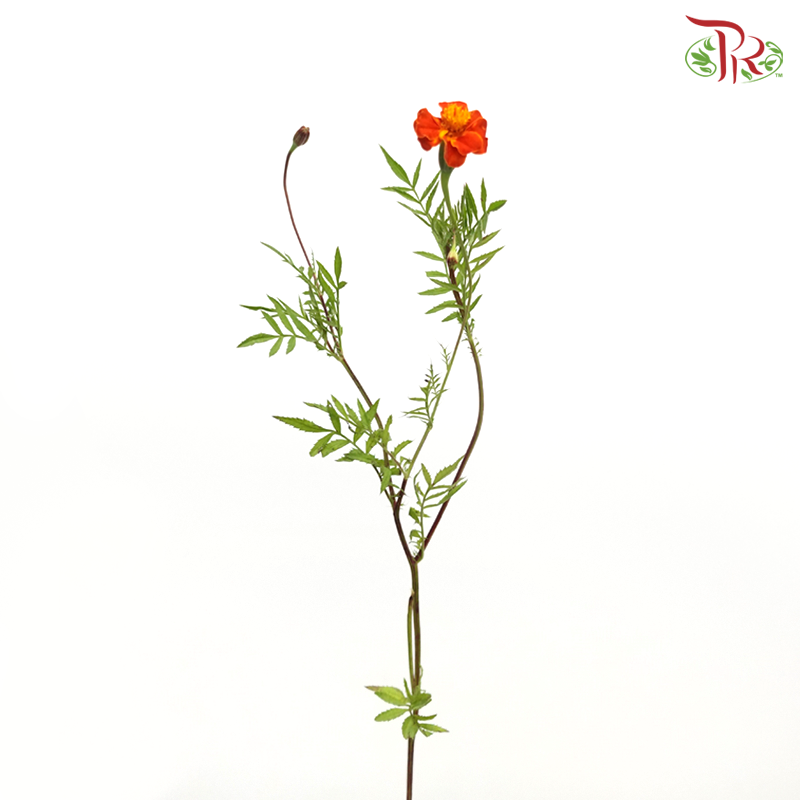 Marigold - Tagetes Erecta (Per Bunch)-China-prflorist.com.my