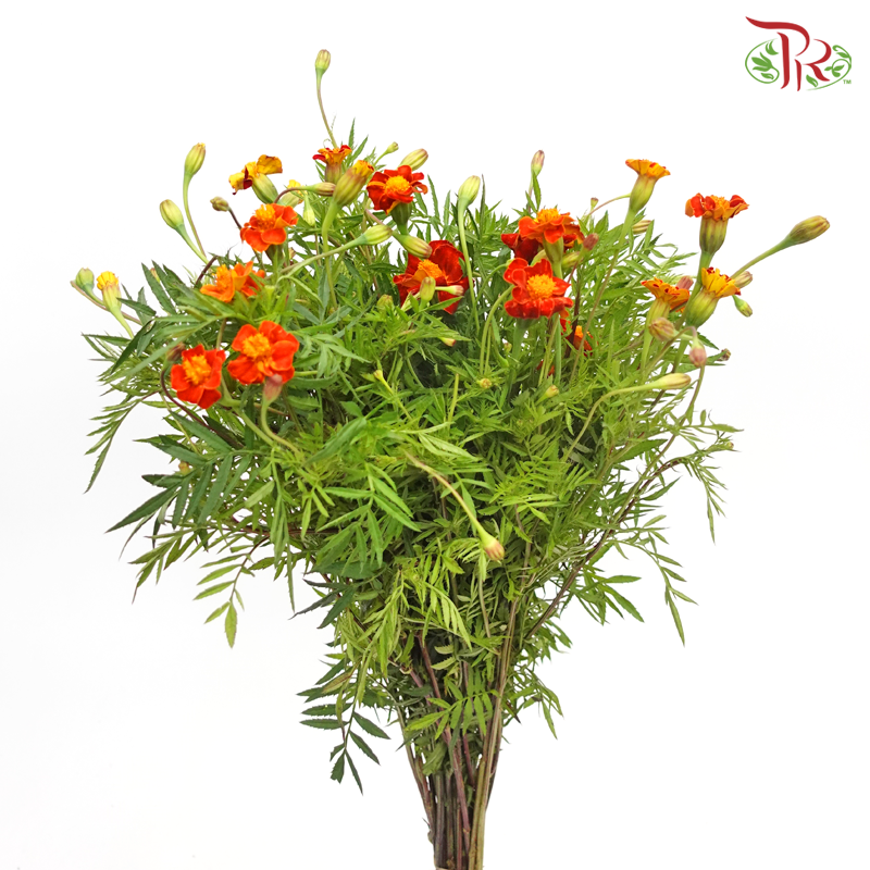 Marigold - Tagetes Erecta (Per Bunch)-China-prflorist.com.my