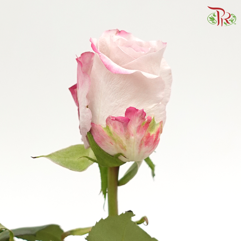 Rose - Maritim (10 Stems) - Pudu Ria Florist