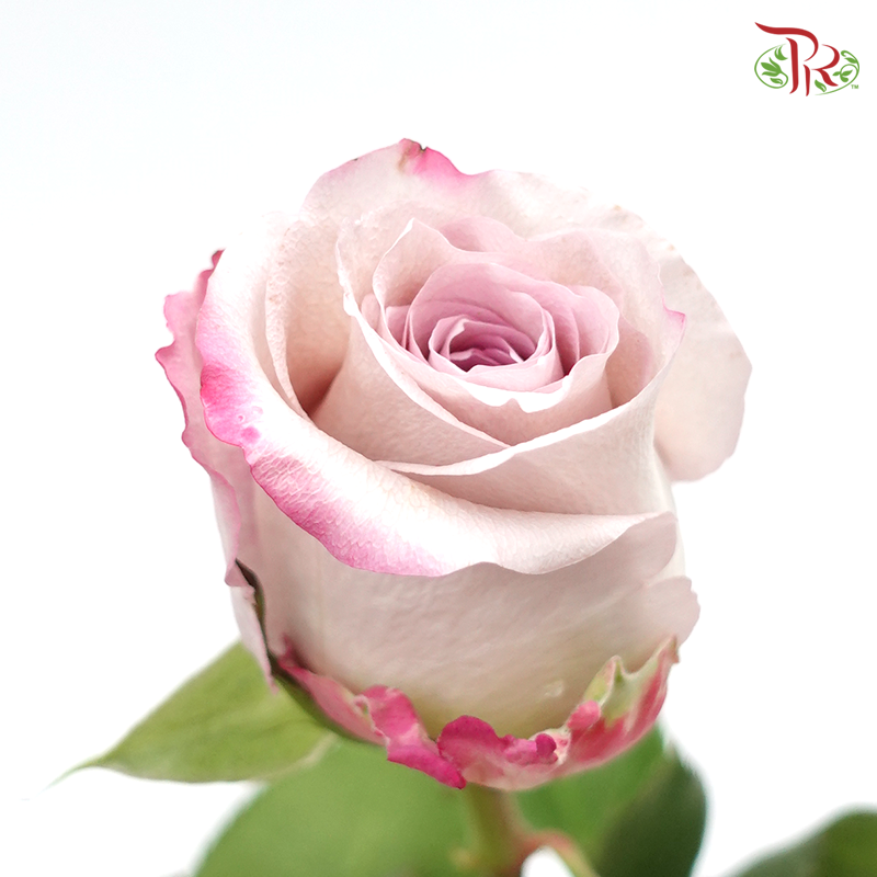 Rose - Maritim (10 Stems) - Pudu Ria Florist