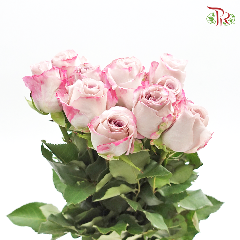 Rose - Maritim (10 Stems) - Pudu Ria Florist