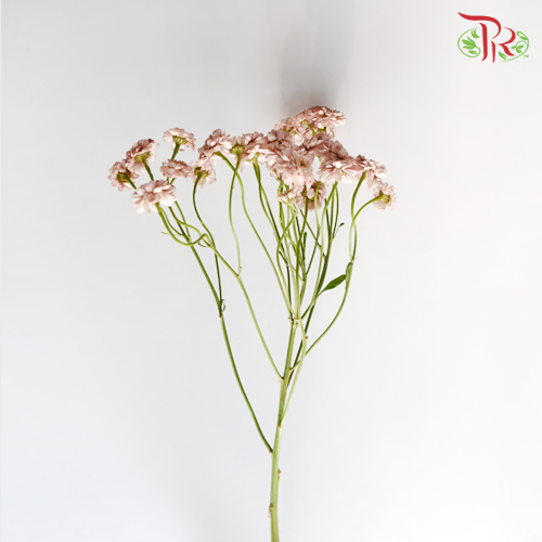 Matricaria Double - (Per Bunch)-Import-prflorist.com.my