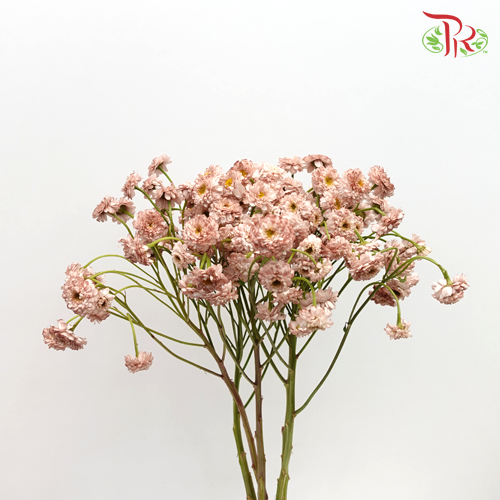 Matricaria Double - (Per Bunch)-Import-prflorist.com.my