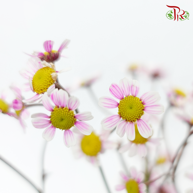 Matricaria Dyed - Pink (Per Bunch)-Pink-Malaysia-prflorist.com.my