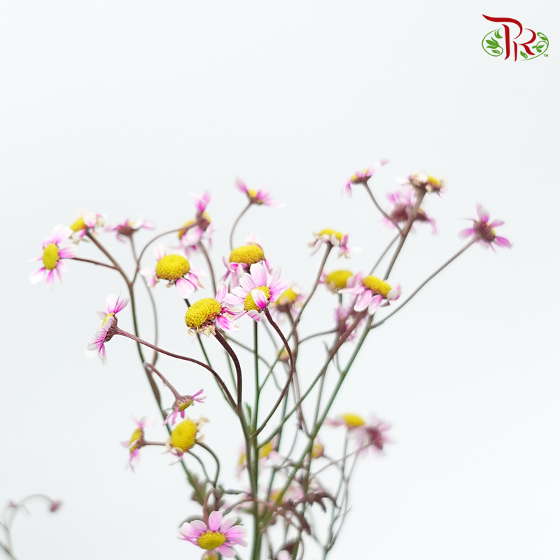 Matricaria Dyed - Pink (Per Bunch)-Pink-Malaysia-prflorist.com.my