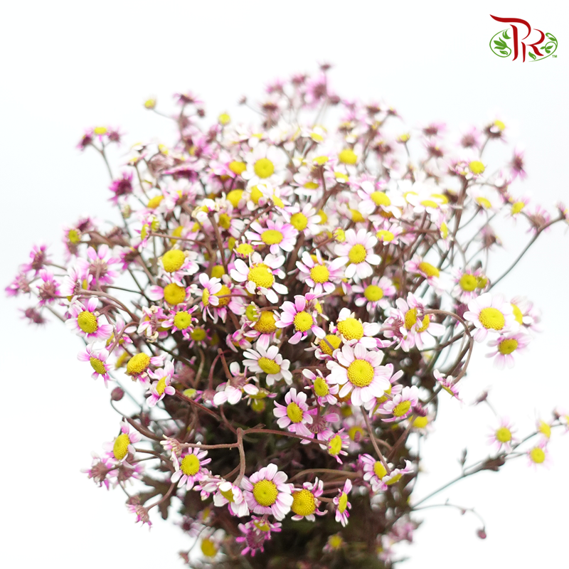 Matricaria Dyed - Pink (Per Bunch)-Pink-Malaysia-prflorist.com.my