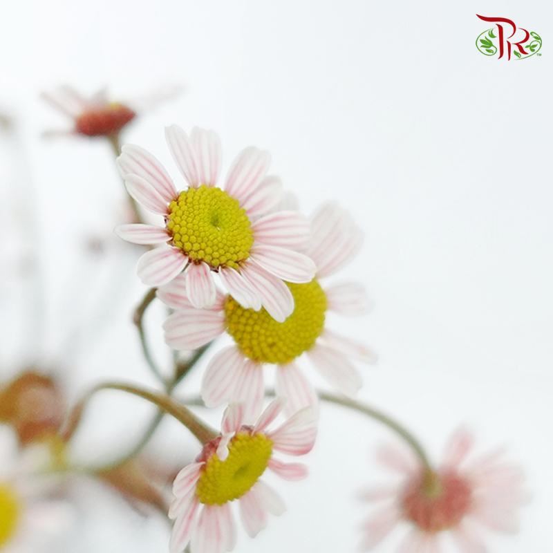 Matricaria Dyed - Touch Of Red (Per Bunch)-Red-Malaysia-prflorist.com.my