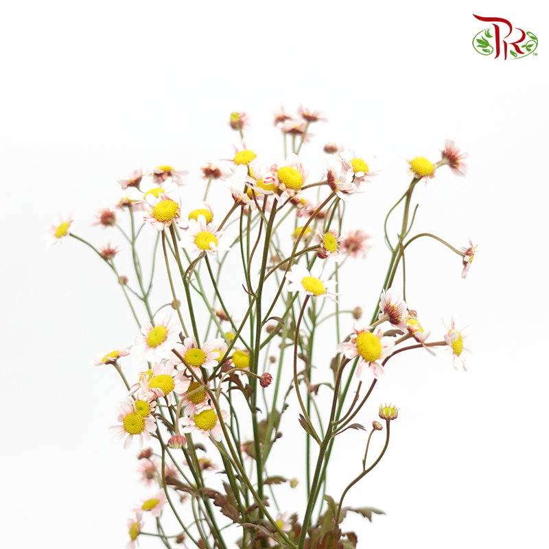 Matricaria Dyed - Touch Of Red (Per Bunch)-Red-Malaysia-prflorist.com.my