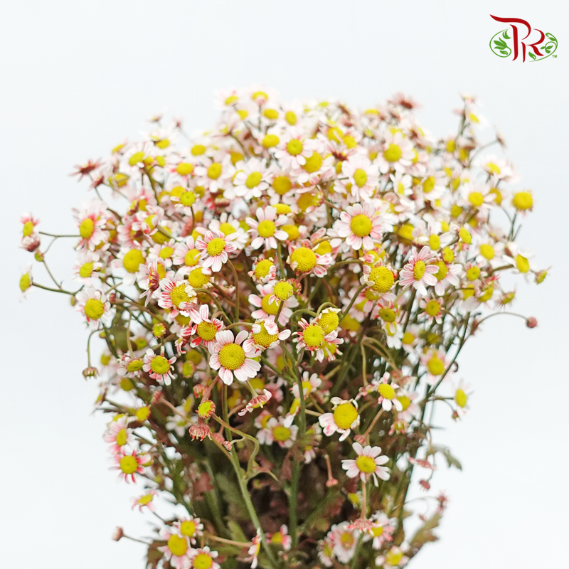 Matricaria Dyed - Touch Of Red (Per Bunch)-Red-Malaysia-prflorist.com.my