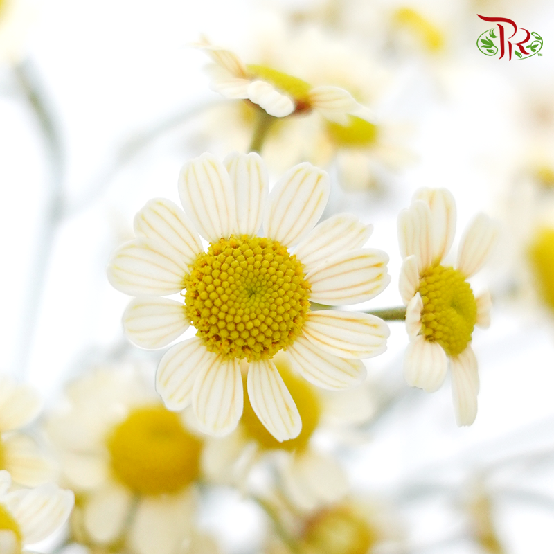 Matricaria Dyed- Yellowish- Per Bunch-Yellow-Malaysia-prflorist.com.my