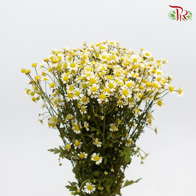 Matricaria Dyed- Yellowish- Per Bunch-Yellow-Malaysia-prflorist.com.my