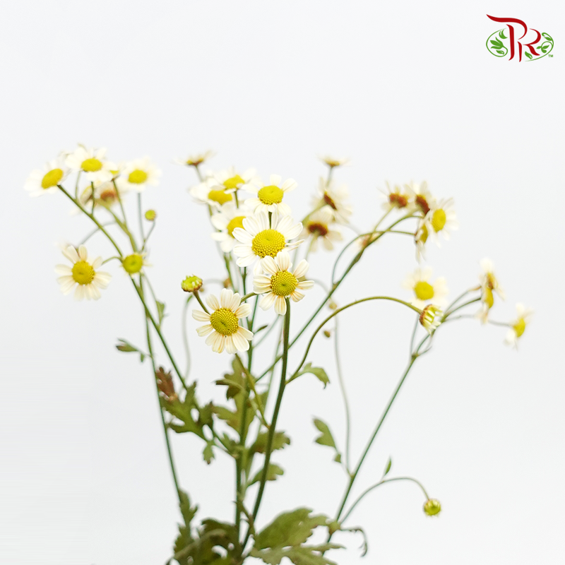Matricaria Dyed- Yellowish- Per Bunch-Yellow-Malaysia-prflorist.com.my