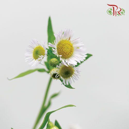 Matricaria Fleabane - (Per Bunch)-White-China-prflorist.com.my