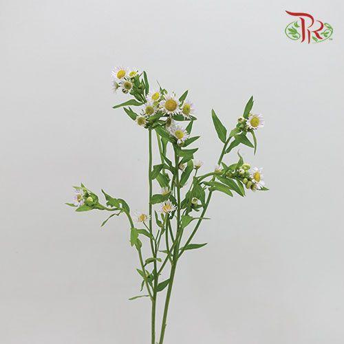 Matricaria Fleabane - (Per Bunch)-White-China-prflorist.com.my