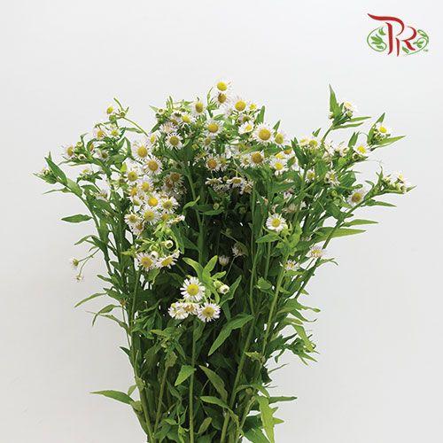 Matricaria Fleabane - (Per Bunch)-White-China-prflorist.com.my