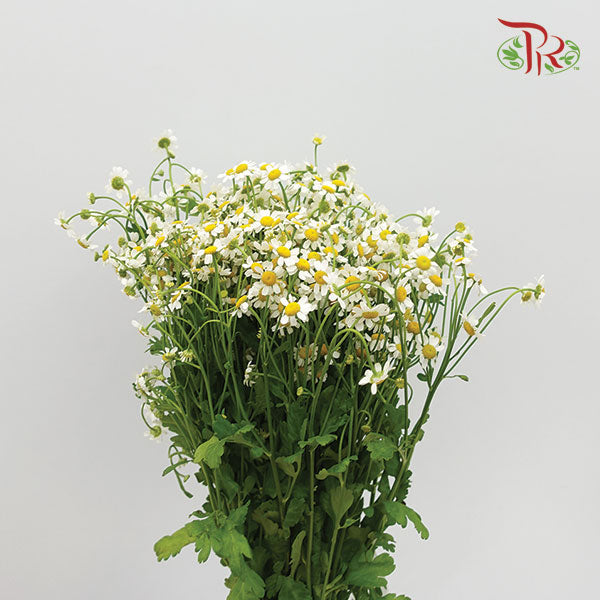 Matricaria - Local (Per Bunch)-White-Malaysia-prflorist.com.my