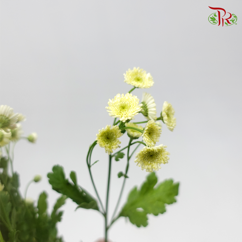 Matricaria New - (Per Bunch)-Yellow-China-prflorist.com.my