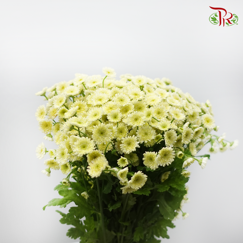 Matricaria New - (Per Bunch)-Yellow-China-prflorist.com.my