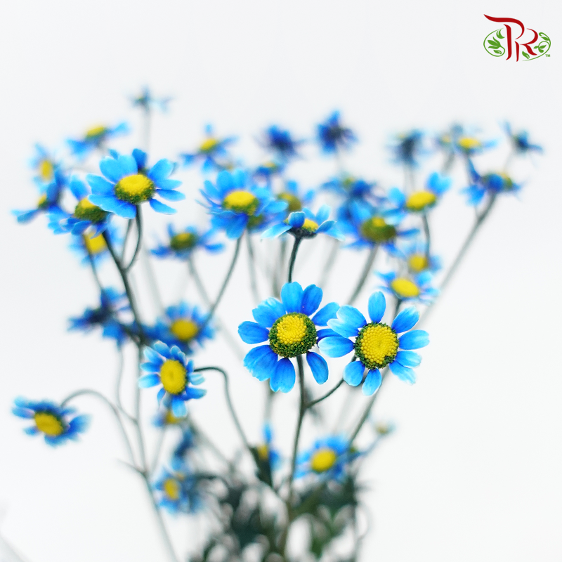 Matricaria Dyed- Blue- Per Bunch - Pudu Ria Florist