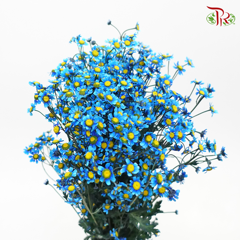 Matricaria Dyed- Blue- Per Bunch - Pudu Ria Florist