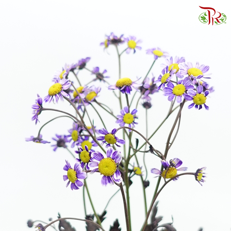 Matricaria Dyed- Purple- Per Bunch - Pudu Ria Florist