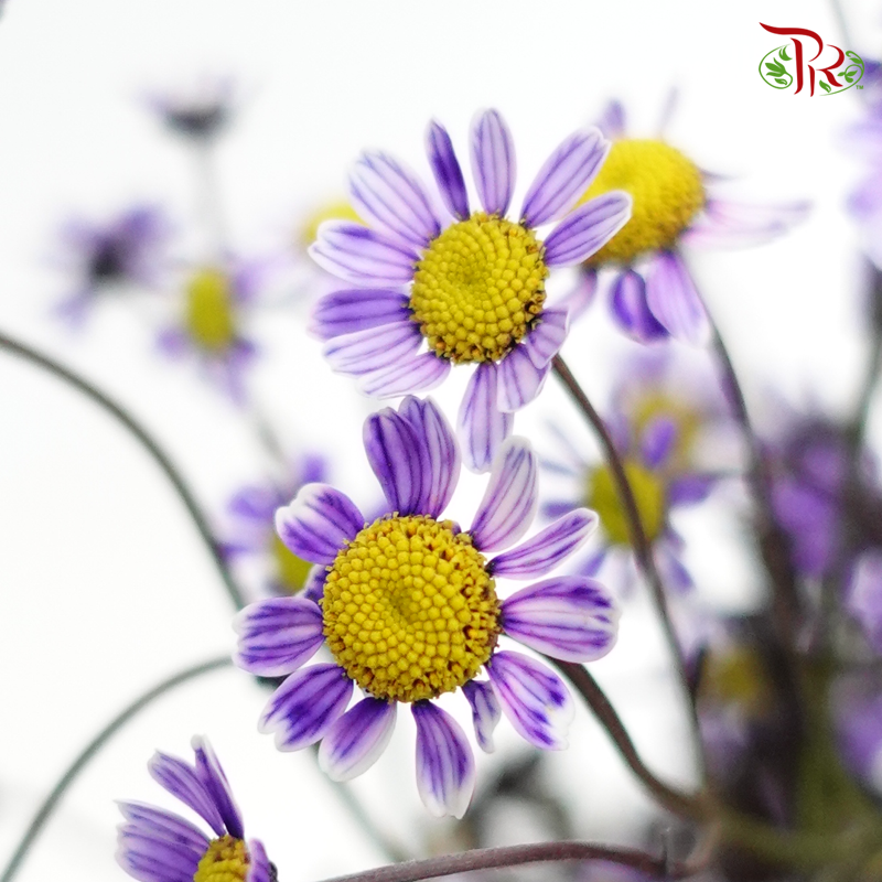 Matricaria Dyed- Purple- Per Bunch - Pudu Ria Florist