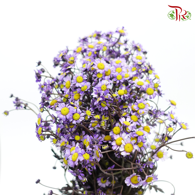 Matricaria Dyed- Purple- Per Bunch - Pudu Ria Florist