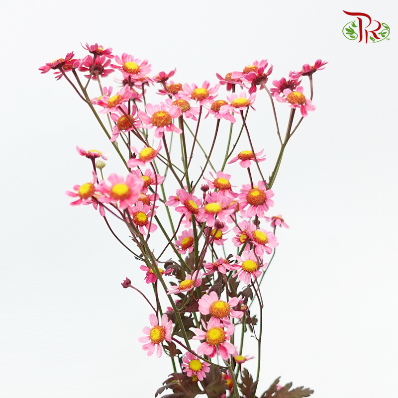 Matricaria Dyed- Red- Per Bunch - Pudu Ria Florist