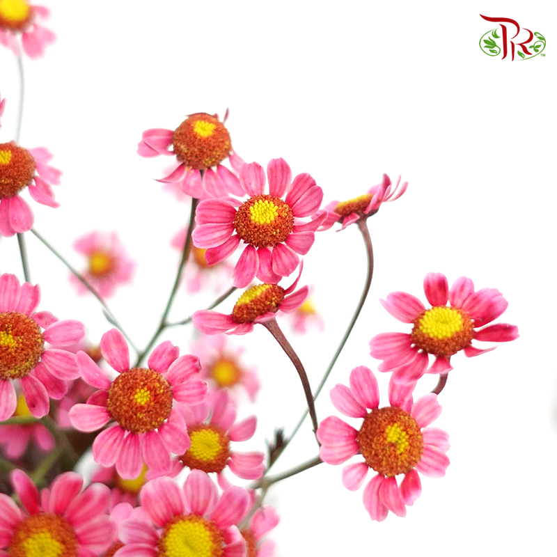 Matricaria Dyed- Red- Per Bunch - Pudu Ria Florist
