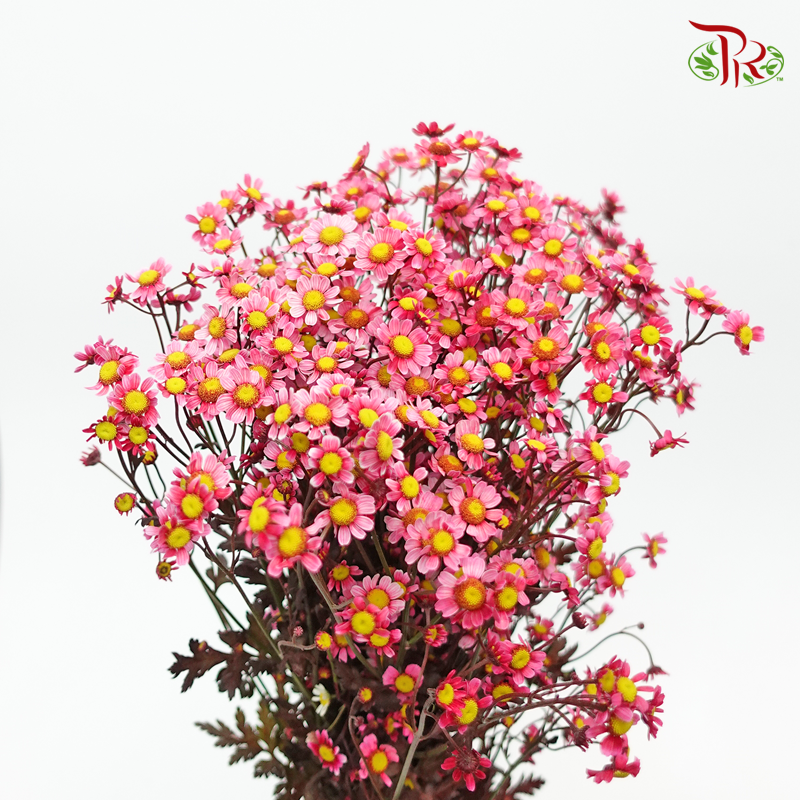 Matricaria Dyed- Red- Per Bunch - Pudu Ria Florist
