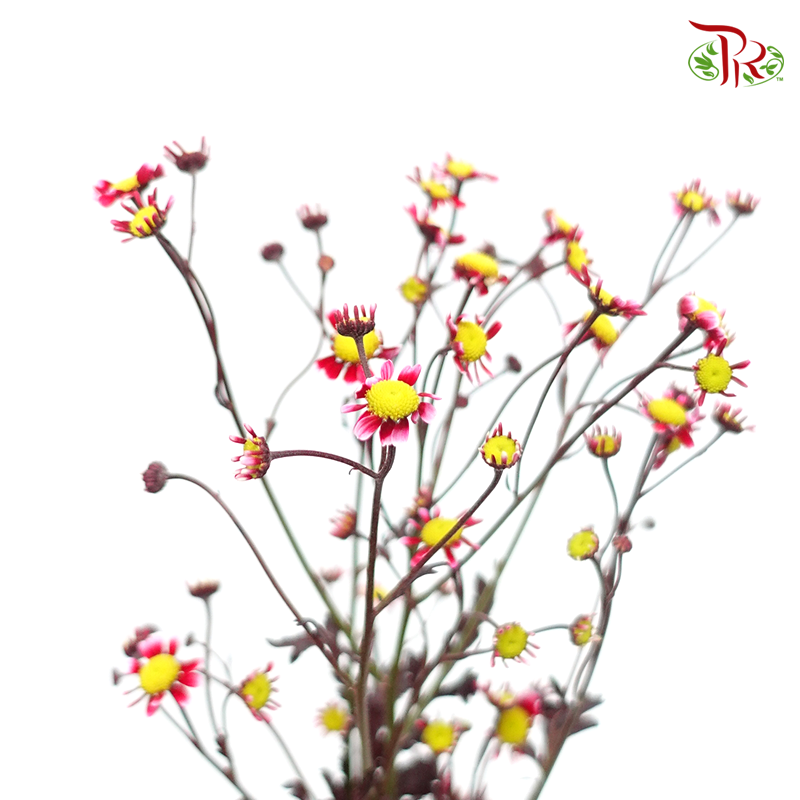 Matricaria Dyed- Tone Red- Per Bunch - Pudu Ria Florist