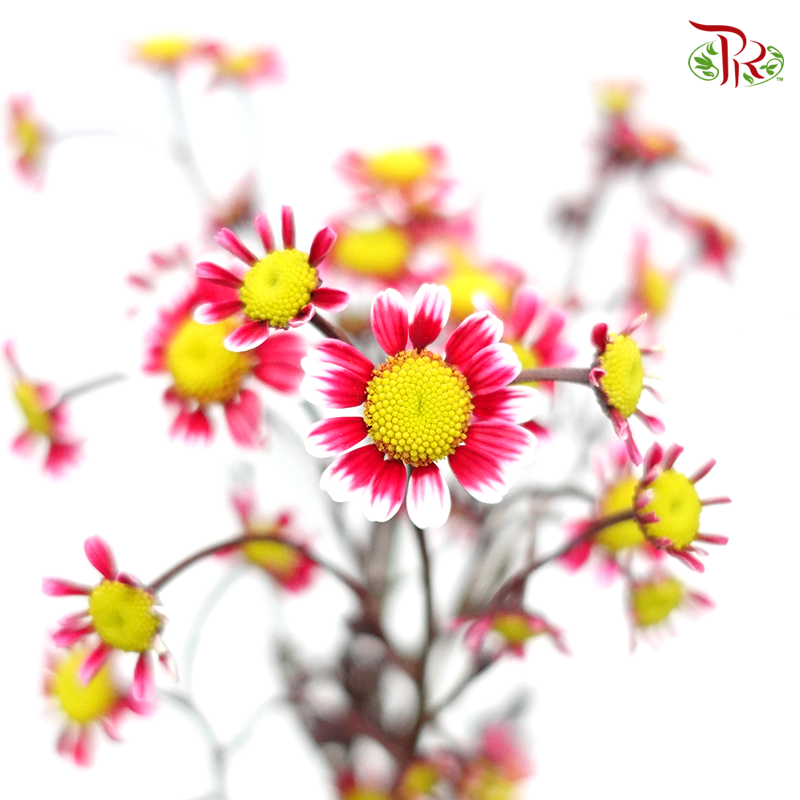 Matricaria Dyed- Tone Red- Per Bunch - Pudu Ria Florist